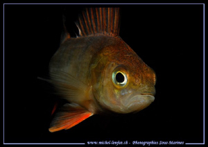 A curious Perch.... :O)... by Michel Lonfat 